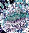 cellules