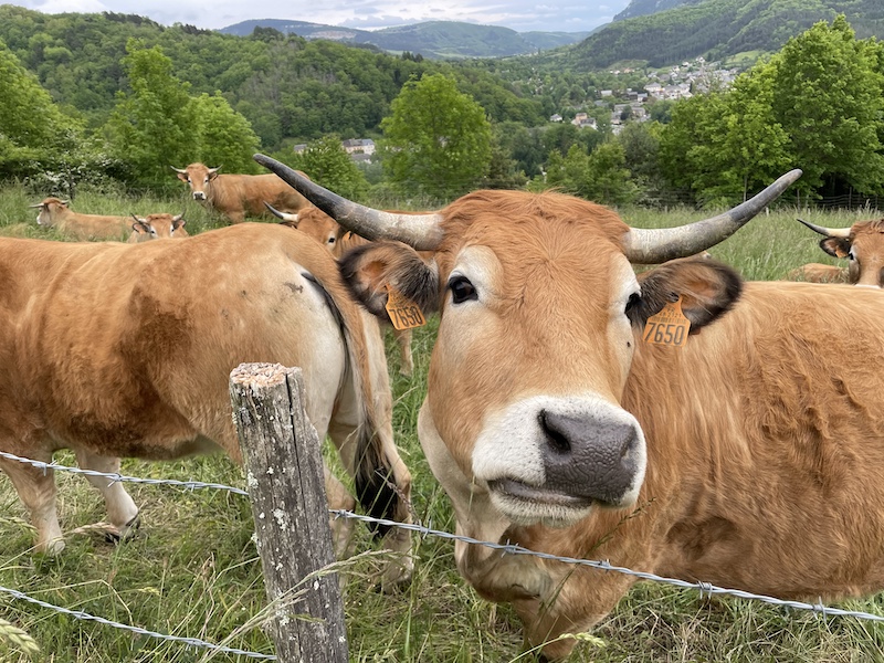 Vaches aubrac lozere ©Jérémy Flament