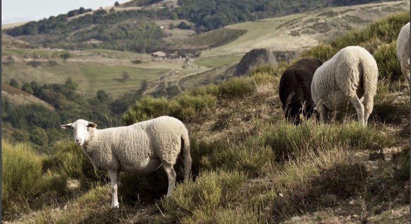moutons ©Région Auvergne Rhône Alpes 02 23 à 15.36.43