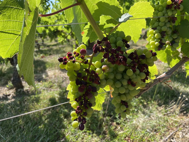 Vigne ©Jérémy Flament