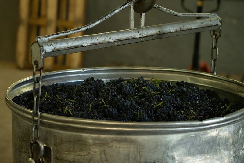 viticulture vin