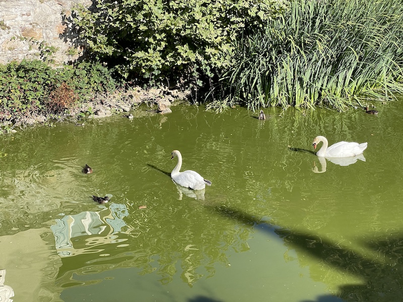 Cygnes Villefranche ©Jérémy Flament