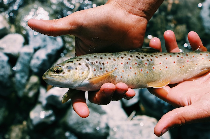 Truite peche