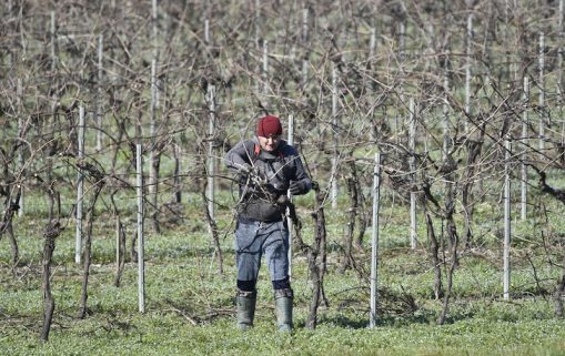 Herault Vendanges solidaires emploi saisonnier viticole 1