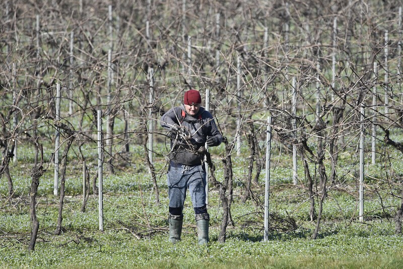 Herault Vendanges solidaires emploi saisonnier viticole 1