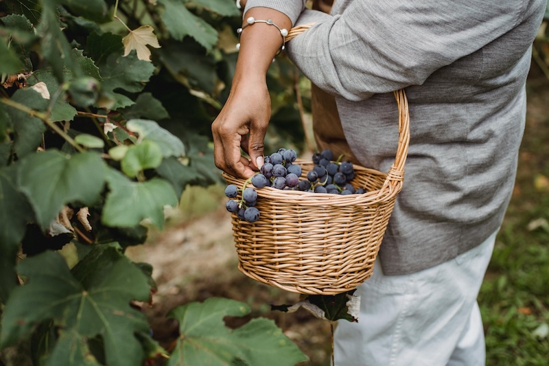 Herault Vendanges solidaires emploi saisonnier viticole 2