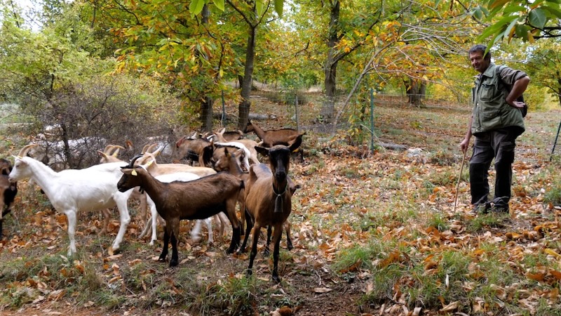 agriculture de ceze8