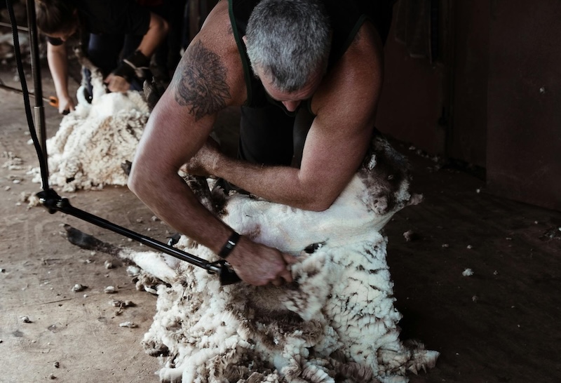 Nouvelle aquitaine laine