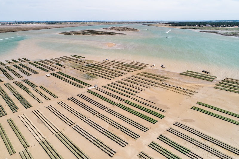banc ostréicoles huitrescharentemaritimehcm