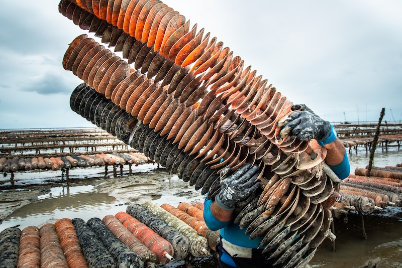 collecteurssurtables huitrescharentemaritimehcm