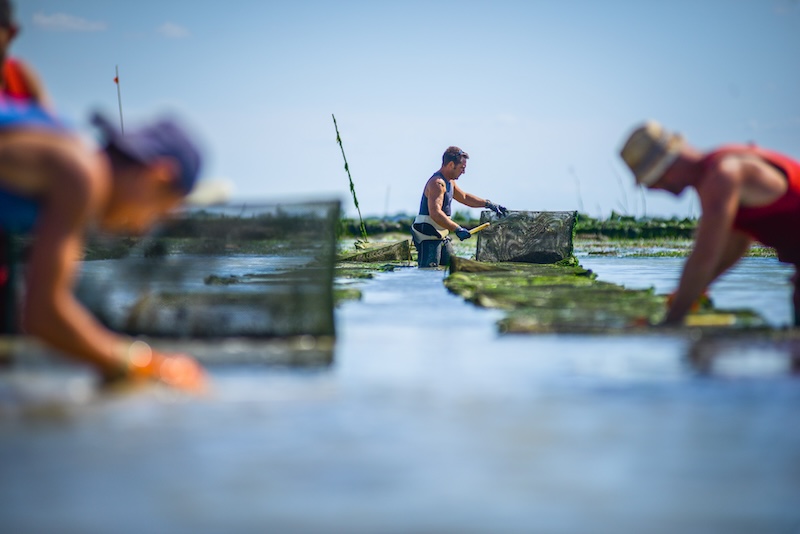 pochesenmer huitrescharentemaritimehcm