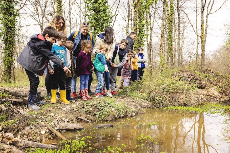 Animation Frequence Grenouille Maison Biodiversite Foret Buzet Alis Mirebeau 14 1