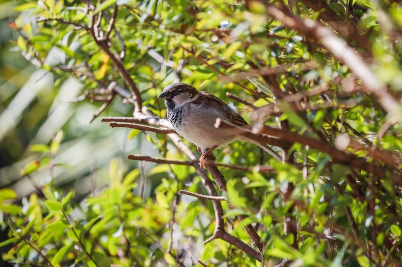 Haute garonne biodiversité 3