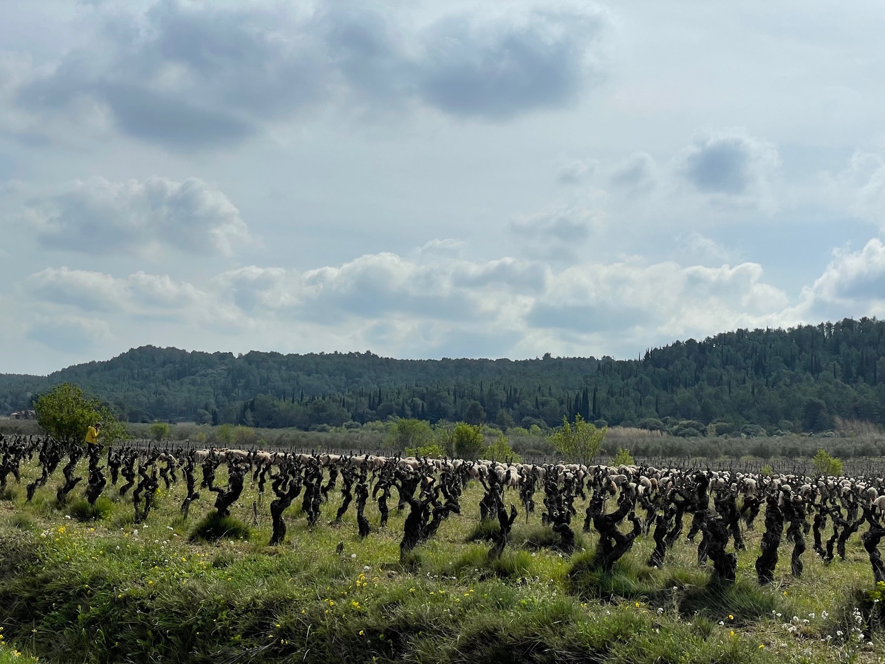 Montpellier : L’Institut de la vigne et du vin verra le jour en 2025 et regroupera chercheurs et organismes de formation du secteur 