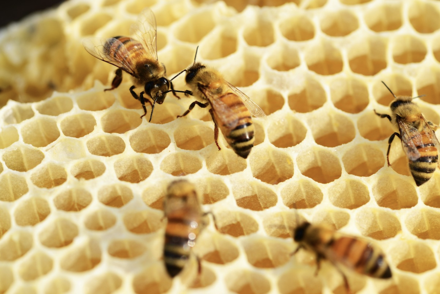 Auvergne-Rhône-Alpes : 500 000€ pour venir en aide aux apiculteurs régionaux