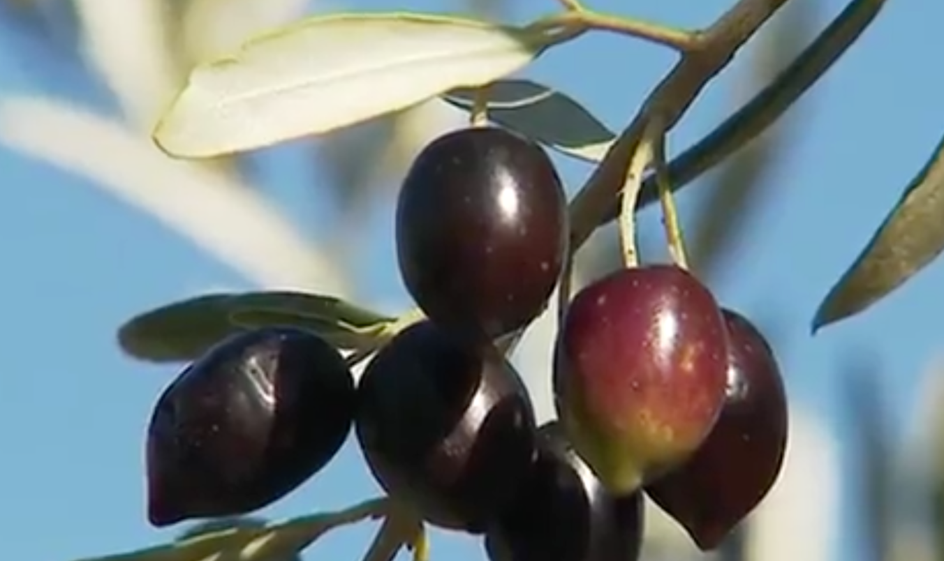Provence Alpes Côte d’Azur : La récolte de l’huile d’olive débute en novembre et représente une richesse économique pour la région