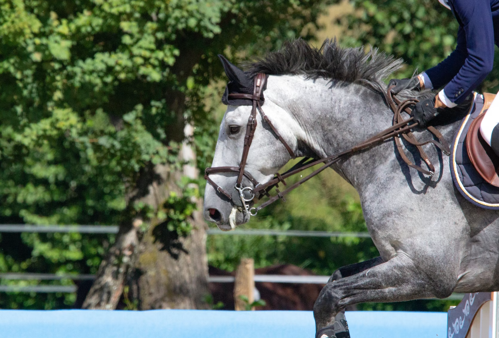 Blue Horse Group, leader français de la santé du cheval, établit son siège en Nouvelle Aquitaine