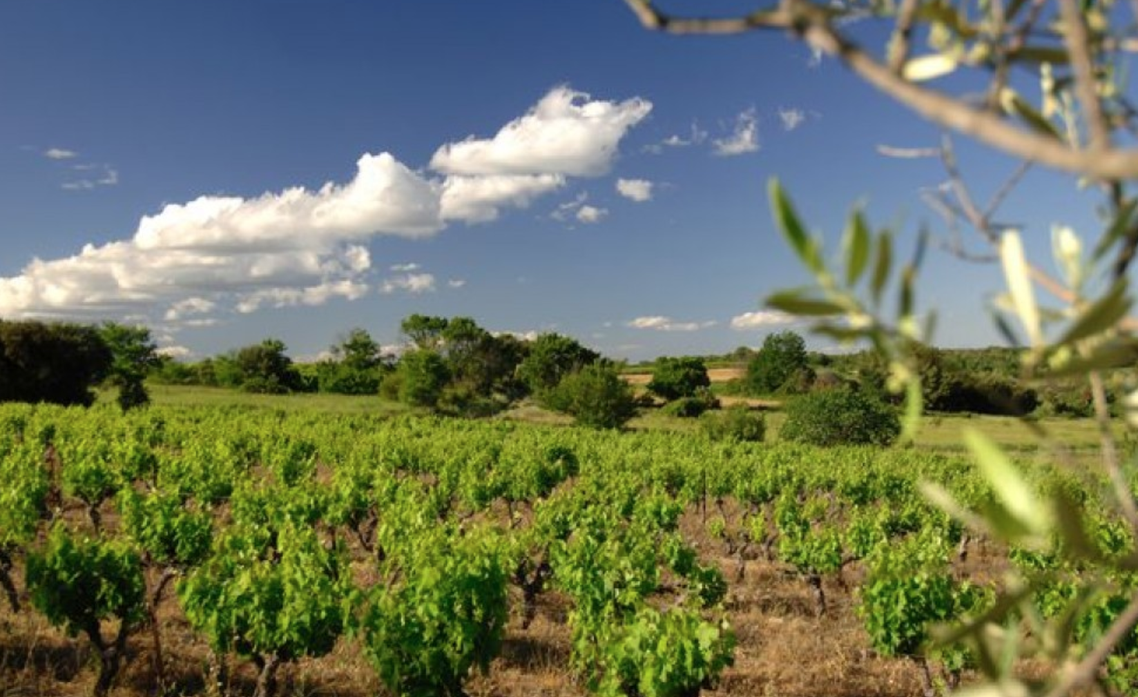 Vidourle Camargue fait partie des 71 destinations françaises labellisées  « Vignobles & Découvertes »